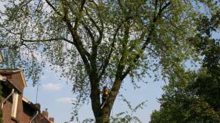 bomen vellen met een kettingzaag afvangen van takken met een ketting